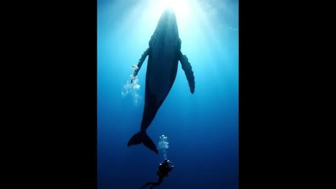 都市风流行 - 深蓝星球：探索海洋深处的未知世界